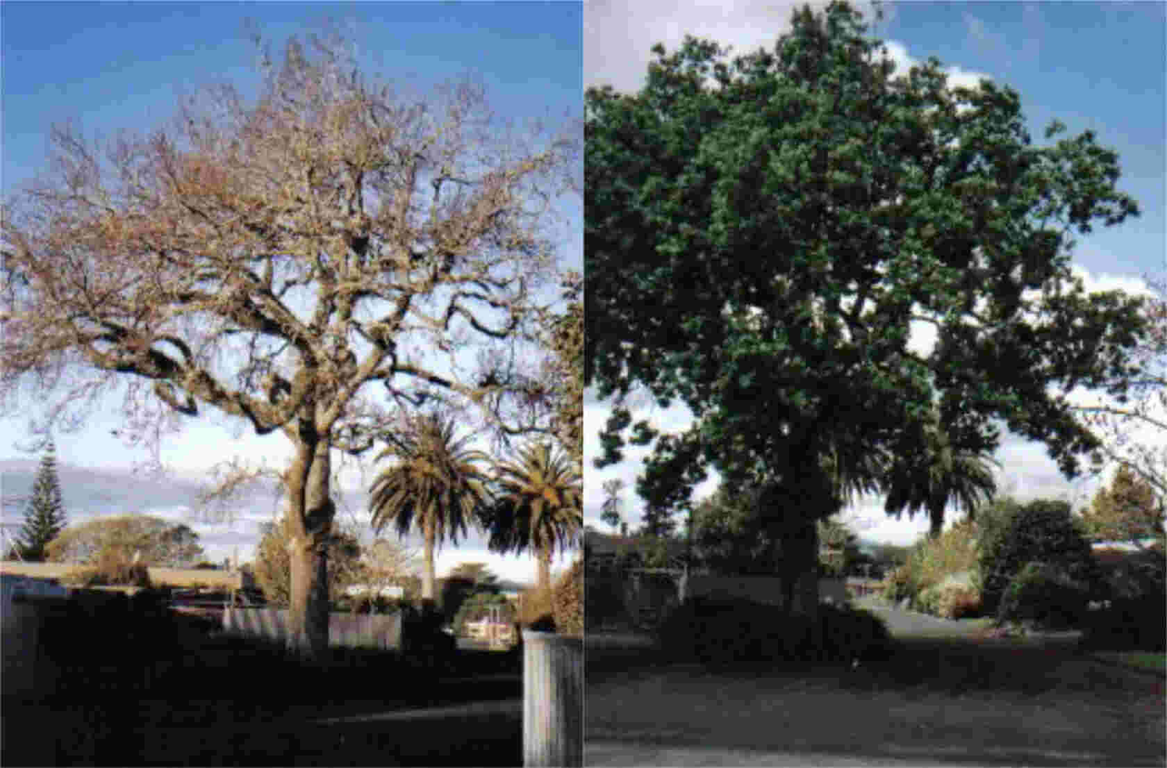 The Famous Oak Tree